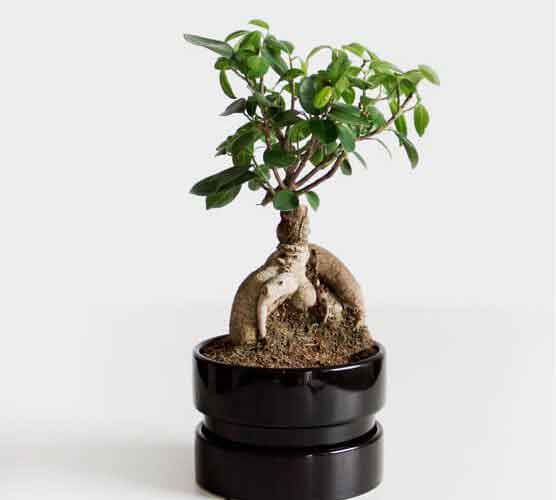 DDOS在线压力测试