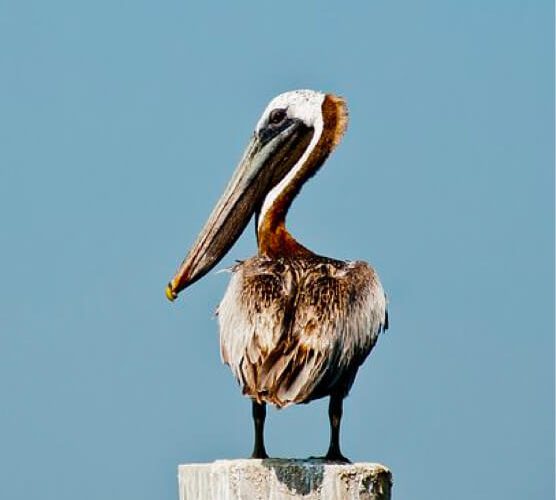 ddos攻击ip软件下载